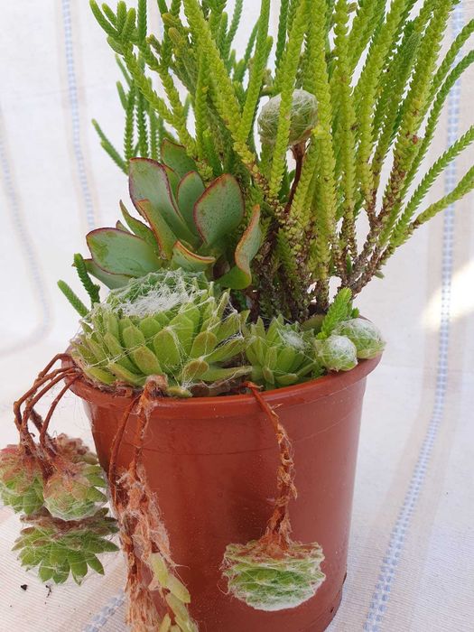Planta - Sempervivum & Kalanchoe & Crassula