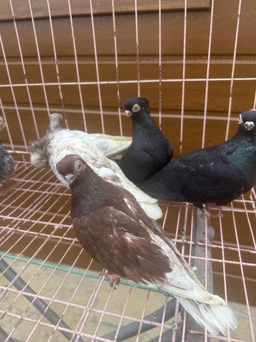 Sprzedam masciuchy 3 pary