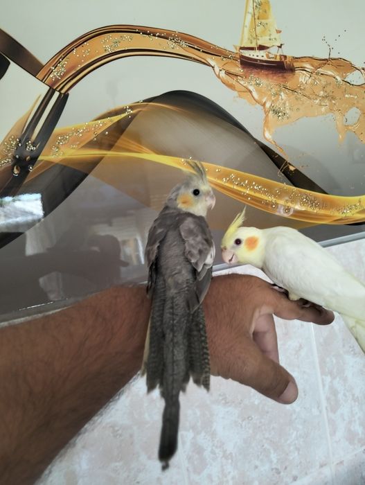 Vendo duas caturras criadas à mão muito mansinhas