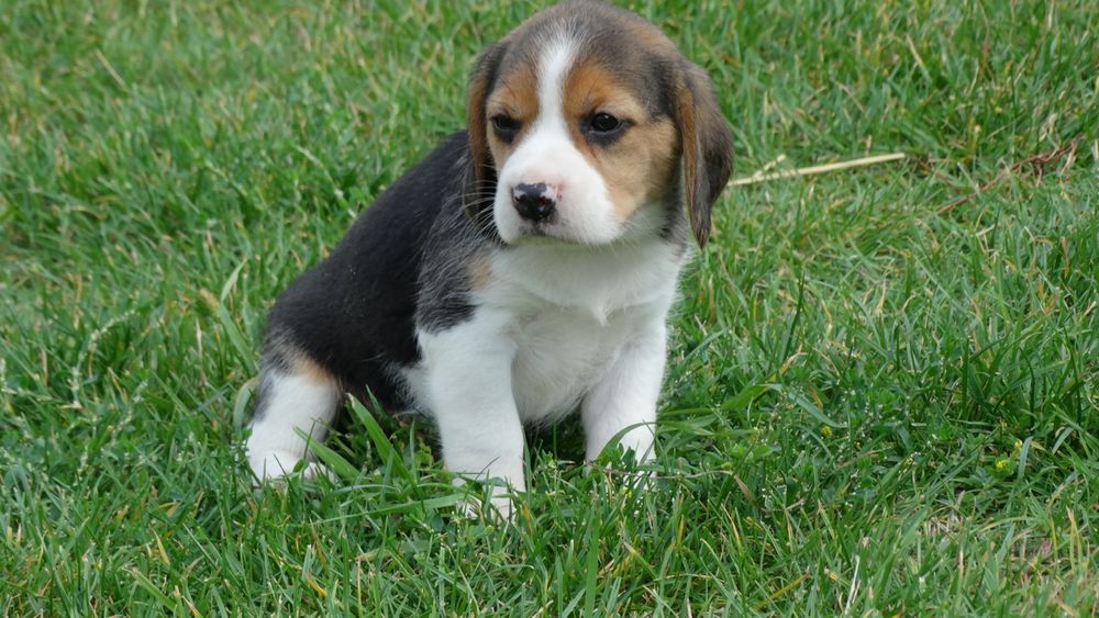 Beagle piesek 8 tygodni