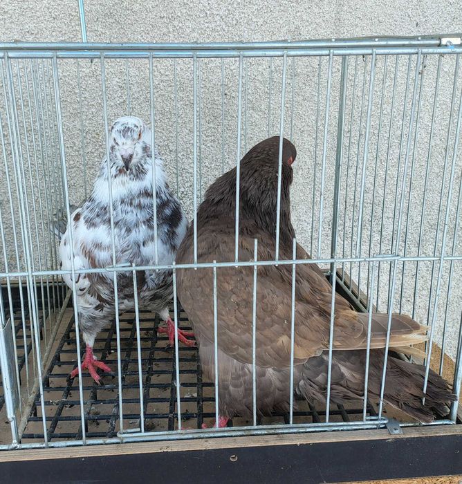 Sprzedam gołębie rasy king