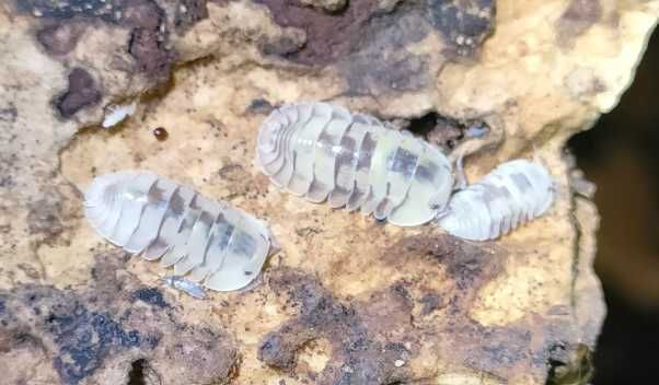 Cubaris sp. "Opal"  10szt !!!  prosionki skoczogonki poczwarki śluzowiec gniazdo arena formikarium