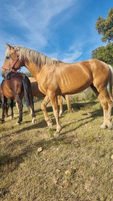 Cavalo palomino  perla