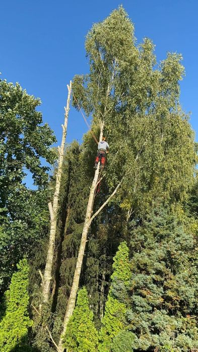 Wycinka drzew/Wyburzenia budynków