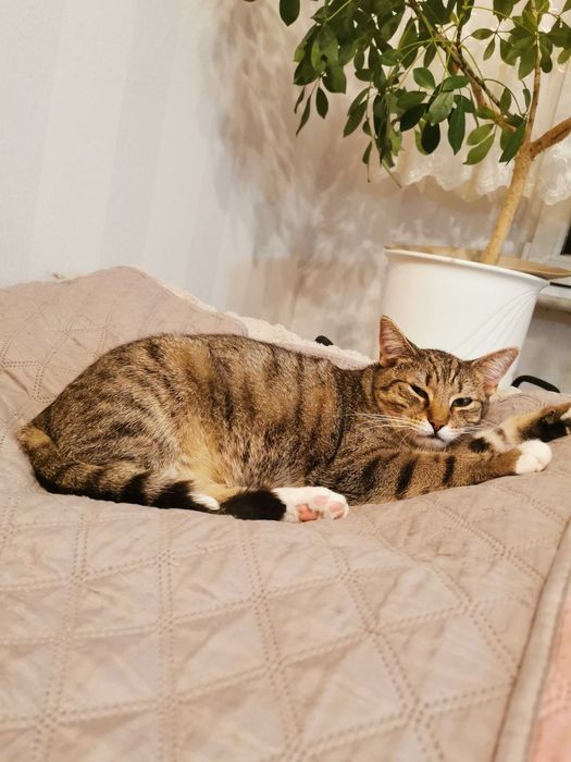 Dziewiecio miesieczne kocurki, rodzeństwo szukają stałego domu.