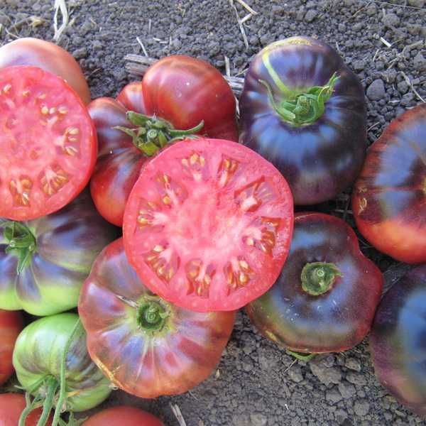 15 Sementes de Tomate Blue Beauty (raro)