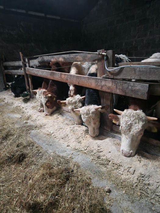 Byczki limuse simental hf