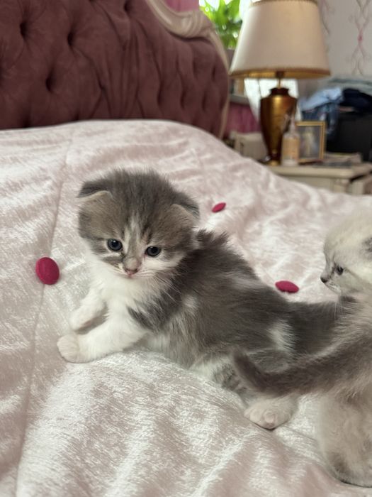 Продаж кошеня хлопчик британської висловухої пойнт-колор