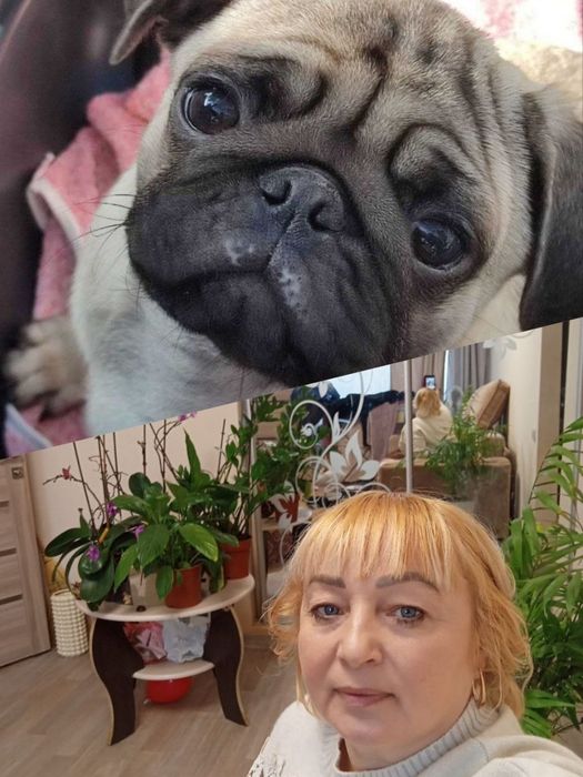 Мопс шукає нареченого