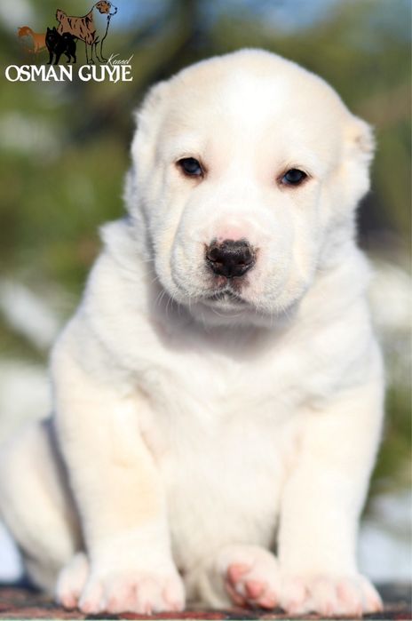 Хлопчик САВ Середньоазіатської вівчарки алабай