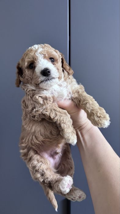 Щенята Мальтіпу F1