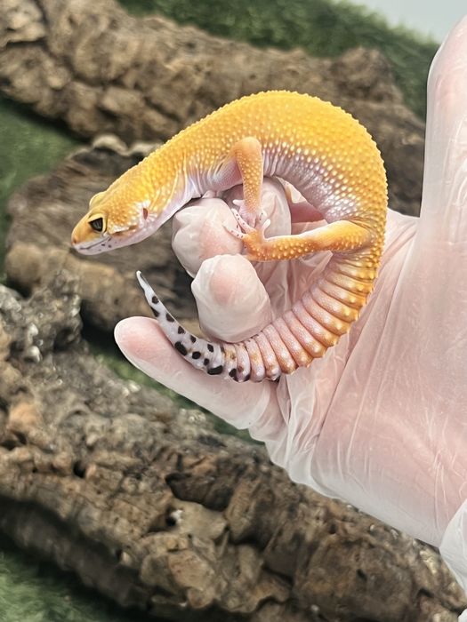 Gekon lamparci z terrarium możliwy transport