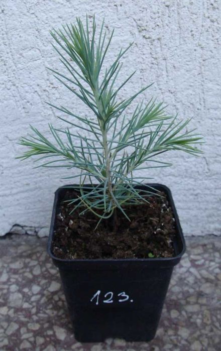 CEDR HIMALAJSKI CEDRUS - sadzonki w doniczkach