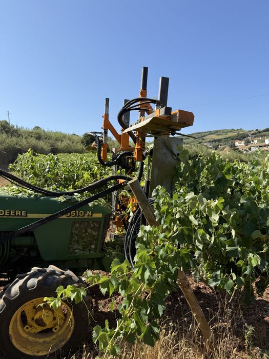 Despampanadeira provitis