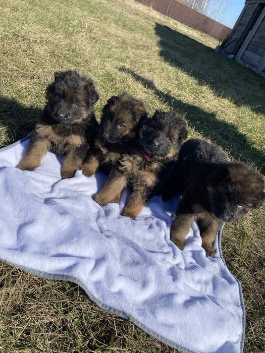 Німецька вівчарка