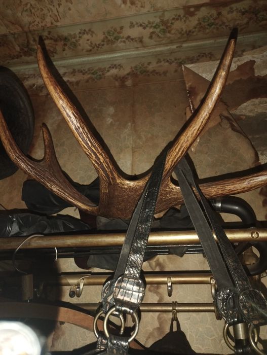 Рога оленя в идеальном состоянии