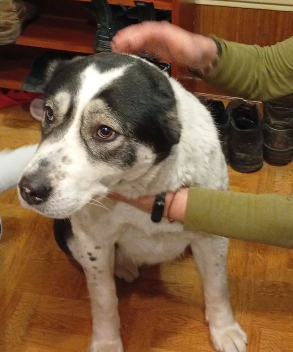 Щенки алабая (среднеазиатская овчарка) — НА БРОНИРОВАНИЕ  

Открыто б