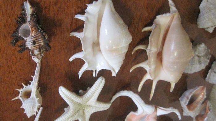 мушли ракушки с тропических морей Индийского и Тихого океанов