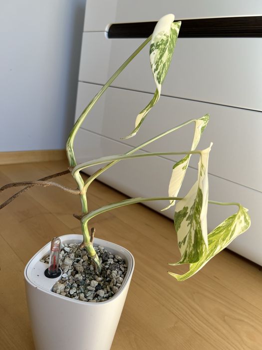 Monstera Variegata