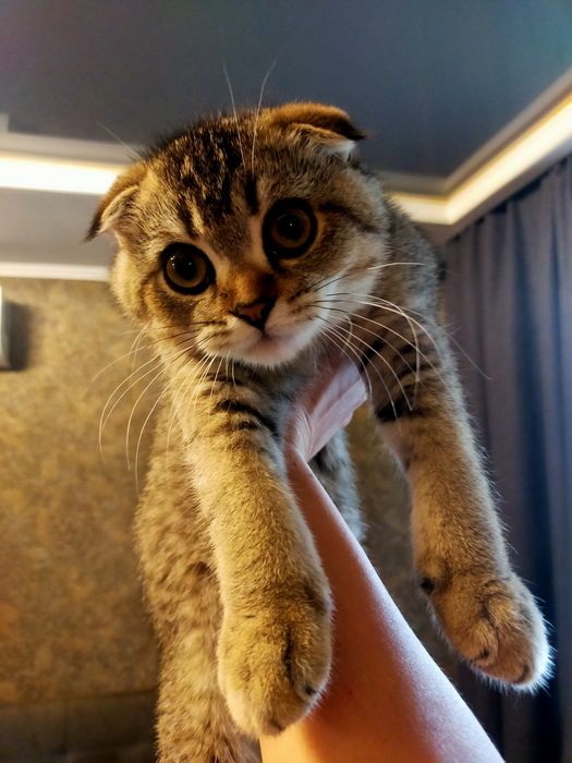 Продам милого шотландика