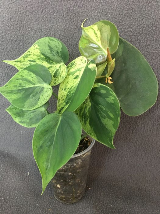 Филодендрон Хедерациум, Сциндапсус