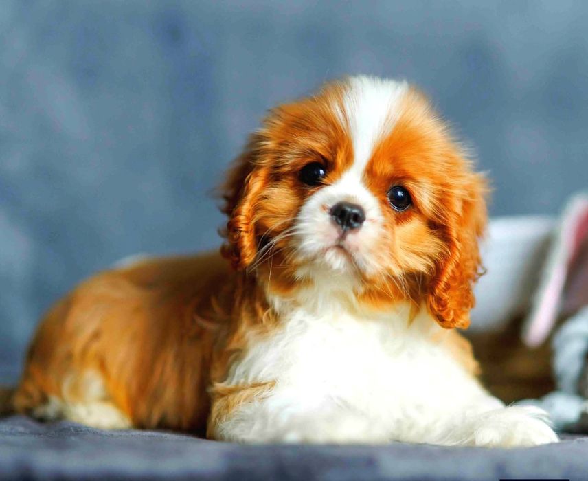 Дуже красиві дітки кавалер кінг чарльз спанієля.

Дуже красиві дітки к