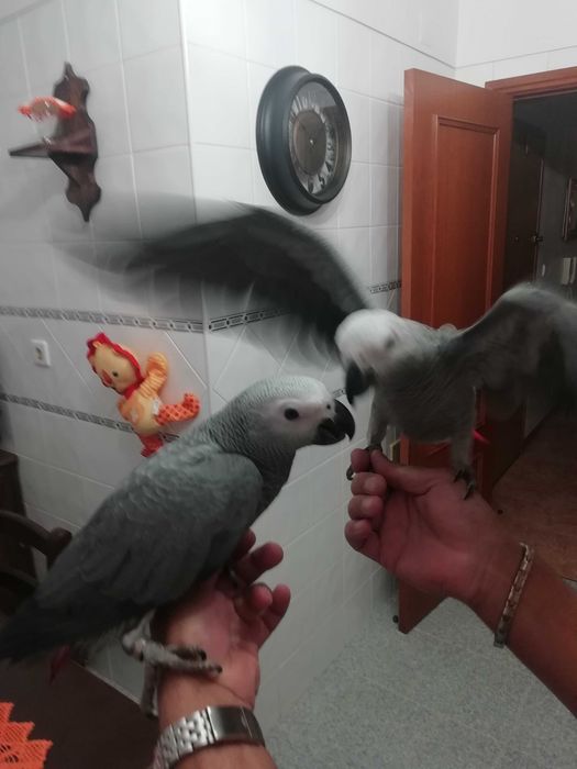 Papagaios Cinzentos de Cauda Vermelha