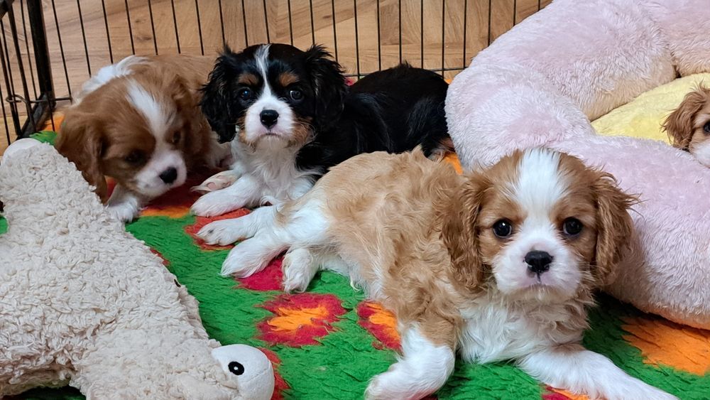 Chłopczyk tricolor Cavalier King Charles Spaniel