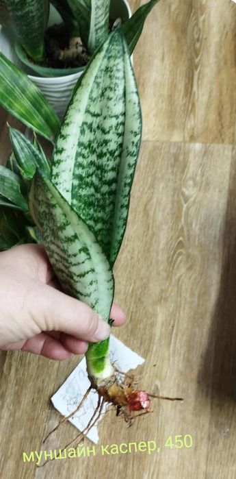 Сансевієрії Індонезія і Голандські