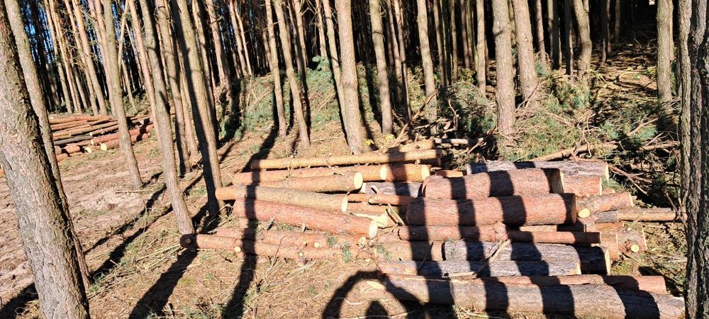 Sprzedam Drzewo Sosnowe Opałowe