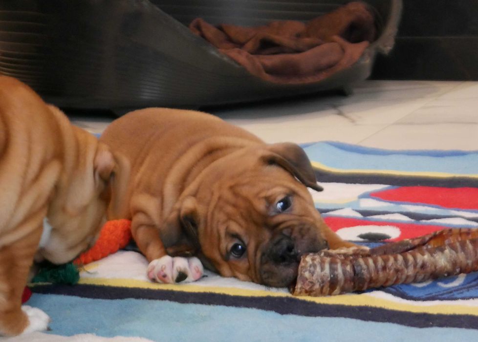 American Staffordshire Terrier, Amstaff FCI, piękny, mocny piesek ZINO