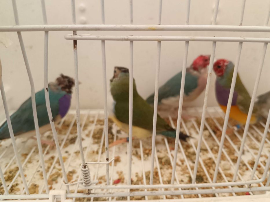 Vendo diamantes novos