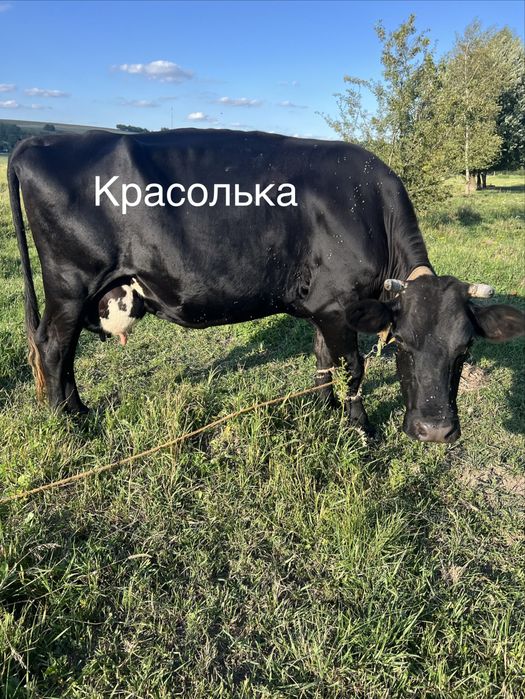 Продаються корови