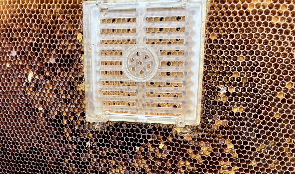 Matki pszczele - Krainka