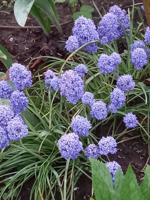 Мускари, птицемлечник, лилейник, магония падуболистная, традесканция.