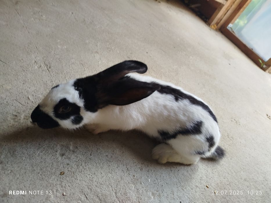 Króliki srokacz niemiecki