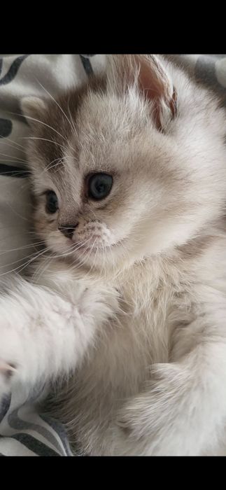 шиншила британка