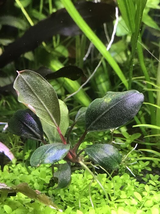 Bucephalandra sp. dark silver grey: 500 грн. - Комнатные растения