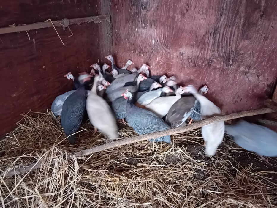 Perliczki 5 i 6 miesiecy