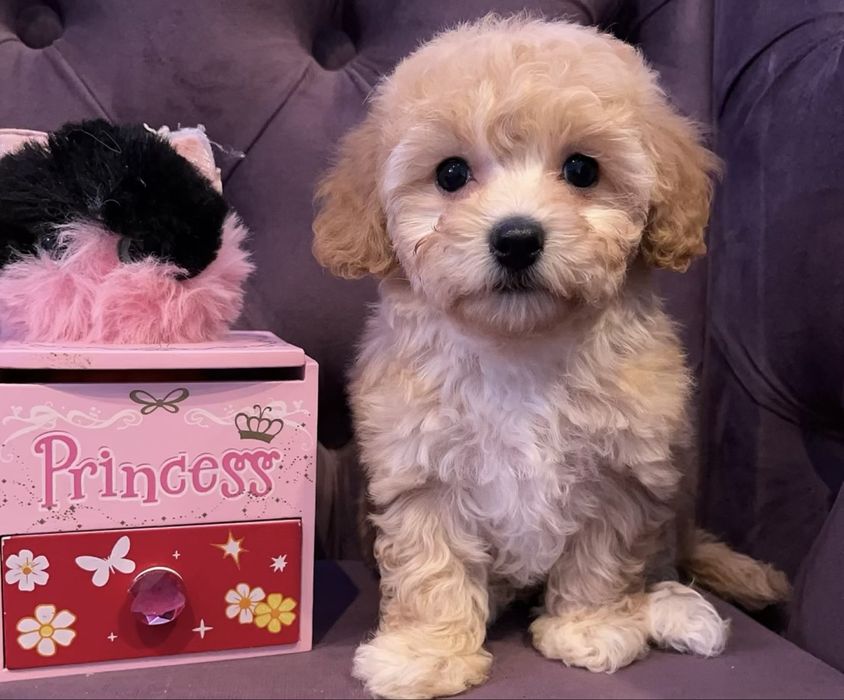 Дівчинка шукає найкращу родину