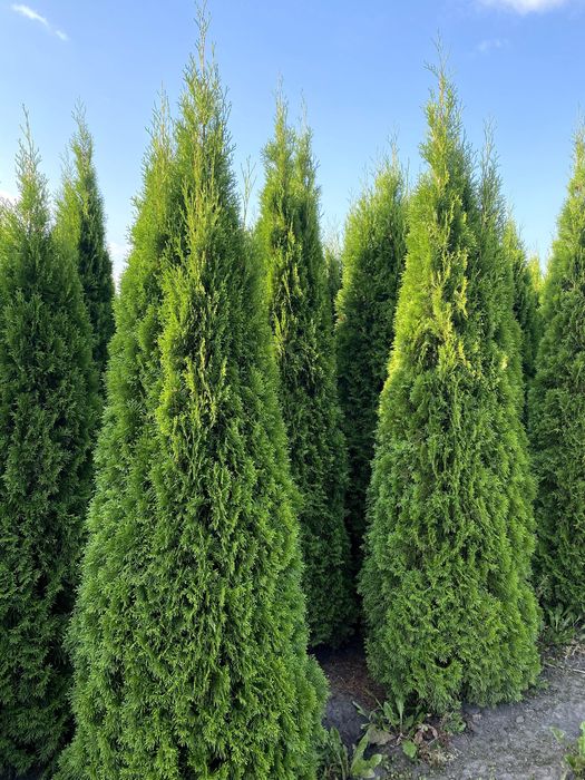 Tuja Smaragd 220-260 cm i inne thuja Szmaragd żywopłot Transport