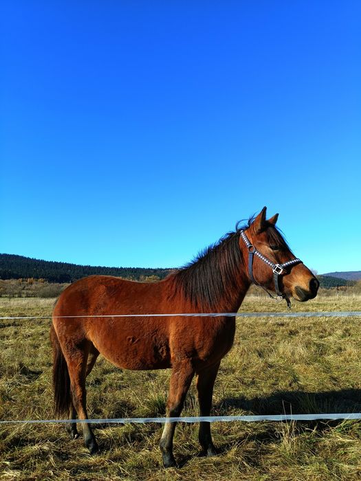 Klacz huculska 4 letnia