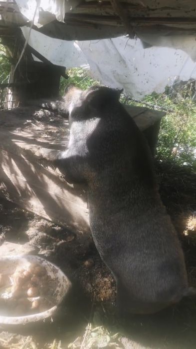 Продаєм Свиню Кабан