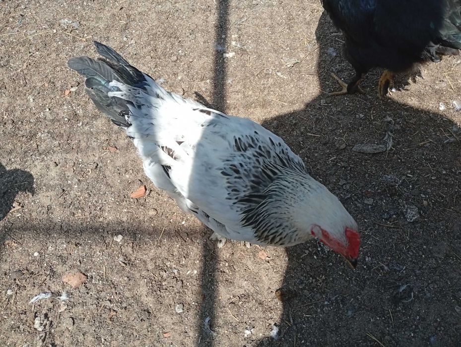 Frangas/Frangos Brahma
