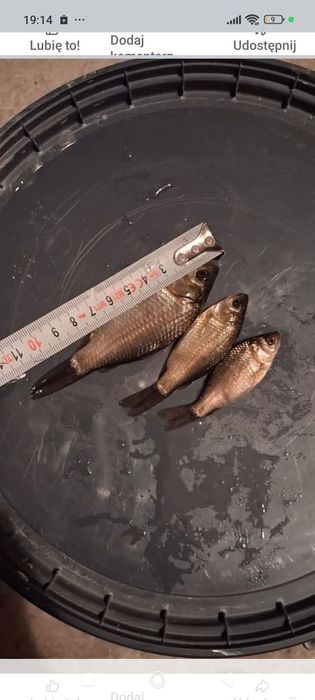 Sprzedam karasia japoniec narybek żywiec