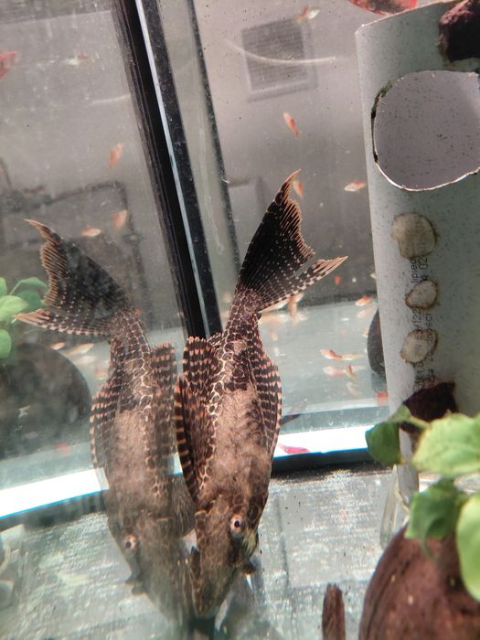 Glonojad gibiceps