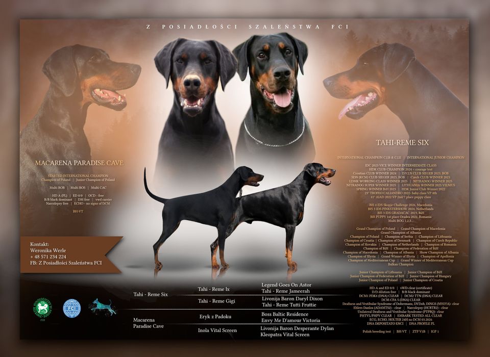 Doberman planowany miot