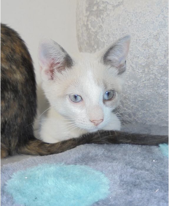 Gatinha 2 meses para adoção responsável