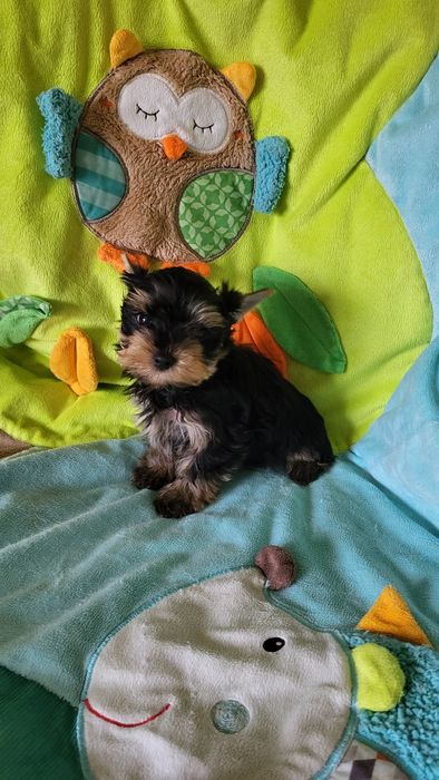 Йорк мальчик микро