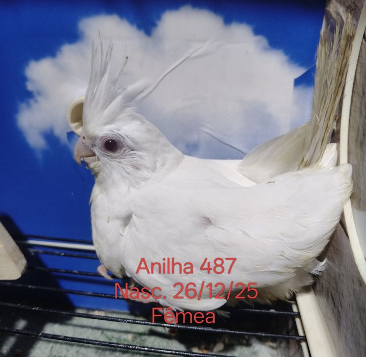 Caturras criadas a mão